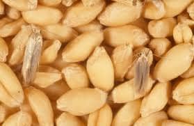 خدمة مكافحة عثة الحبوب